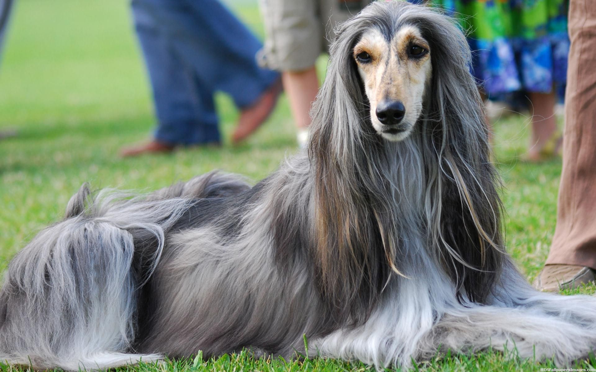 Afghan Hound  Dogs breeds  Longhaired sighthound | Pets