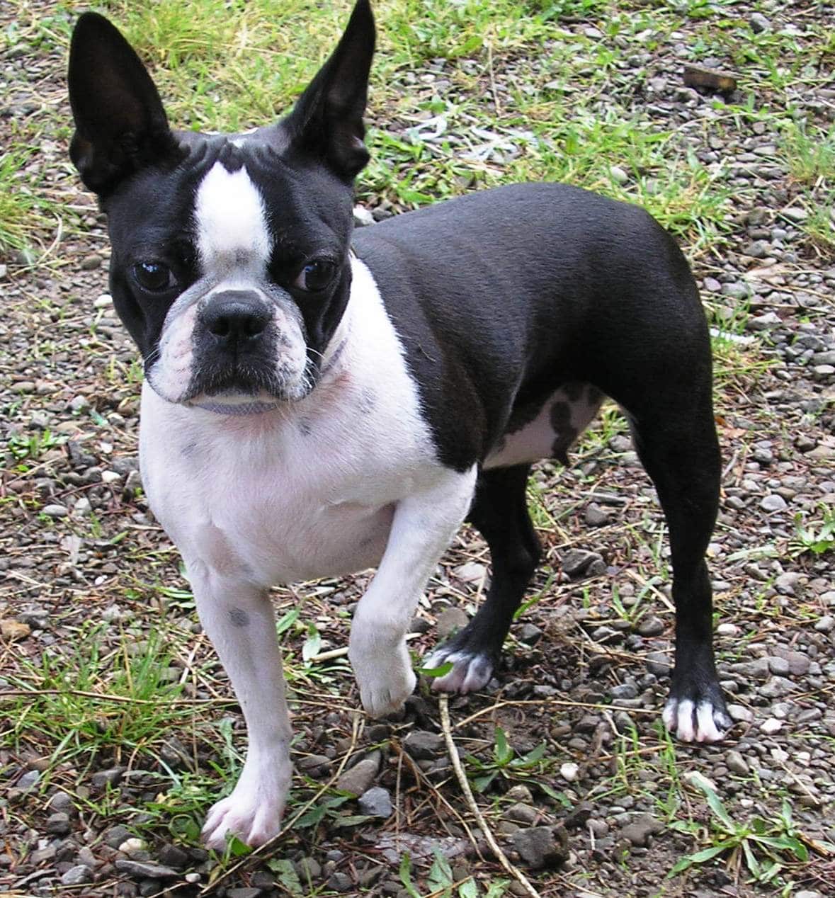 Boston Terrier - Dogs breeds | Pets