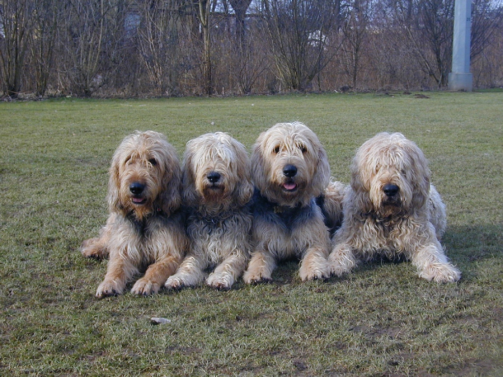 Otterhound