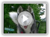Siberian Husky runs with Bike! Springer Bike with your Dog