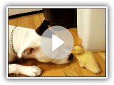 Duck and Dog
