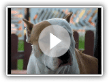 American Staffordshire Terrier - Buddy