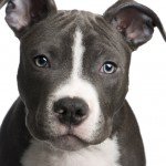 American PitBull Terrier