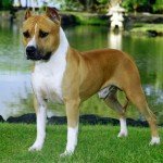 American Staffordshire Terrier