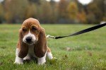 Basset de Artois