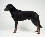 Beauceron