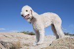 Bedlington Terrier por Ned Harris