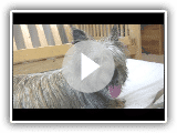 Cairn Terrier's 1st Puppy Birth (in HD)