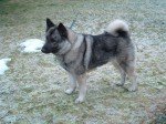 Elkhound Noruego