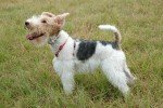 Fox Terrier pelo de alambre