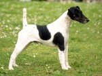 Fox Terrier pelo liso