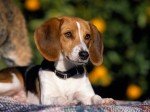 Foxhound Americano