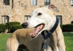 Galgo Inglés