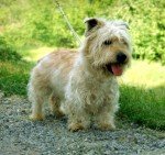 Glen of Imaal Terrier