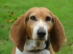 Basset Artesiano de Normandía