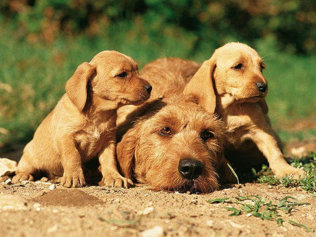 Criadores de Basset Fauve de Bretagne en España