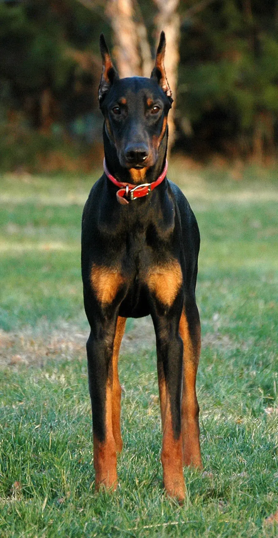 Doberman