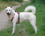 Kishu