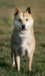 Korean Jindo Dog