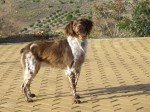 Spaniel Bretón