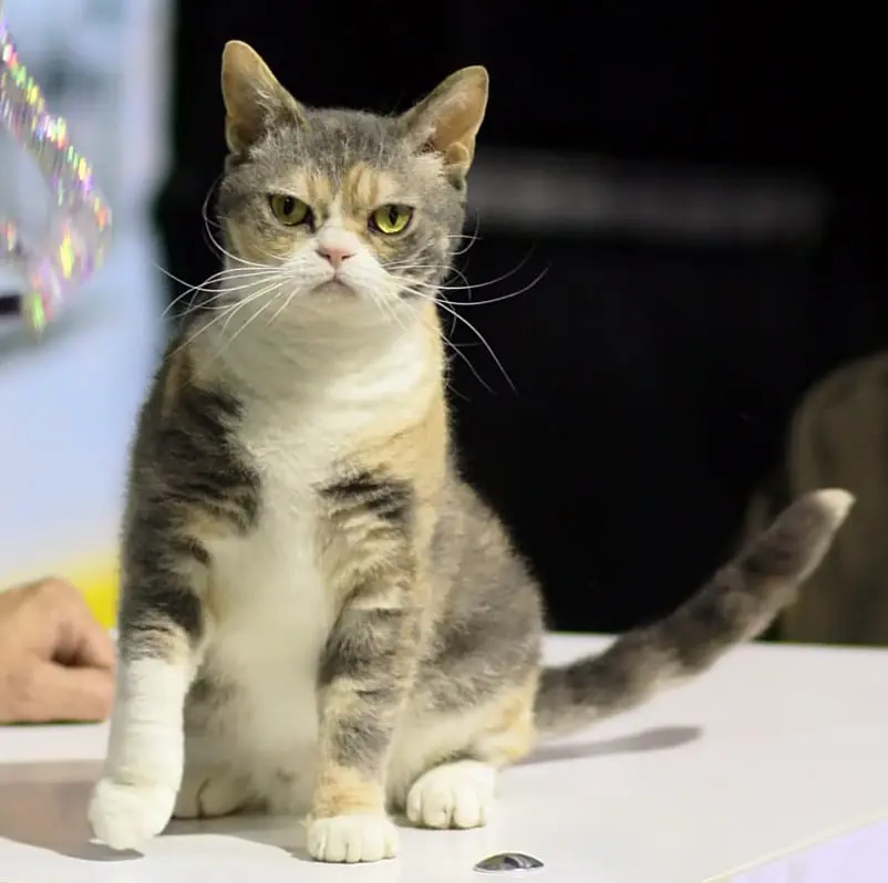 Fil de fer amรฉricain American Wirehair