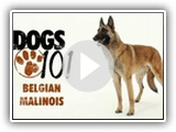 Dogs 101 - Belgian Malinois