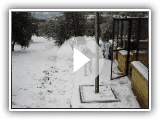 Mastín Español en la nieve