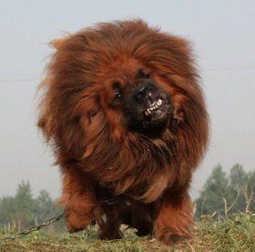 Doge de mastim do Tibet 16