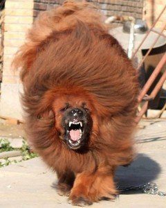 Mastim Doge do tibet22