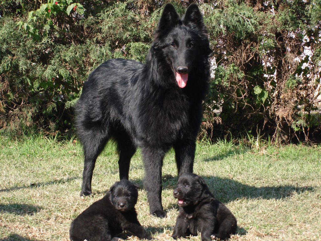 Pastor Belga Groenendael