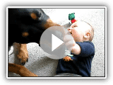 Rottweiler jugando con un niño
