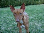 Podenco Andaluz