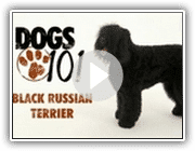 Dogs 101 - Black Russian Terrier