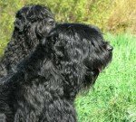 Black Russian Terrier