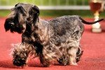 Cesky Terrier