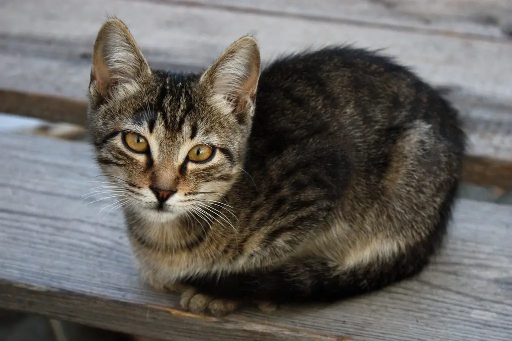 Cyprus cat Cyprus cat