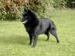 Schipperke