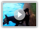 Skyline Giant Schnauzers day at the pool
