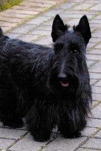 Scottish Terrier