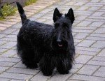 Scottish Terrier