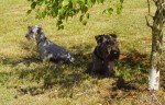 Terrier Checo