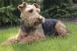 Terrier Galés