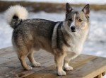 Vallhund Sueco