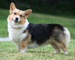 Welsh Cardigan Corgi
