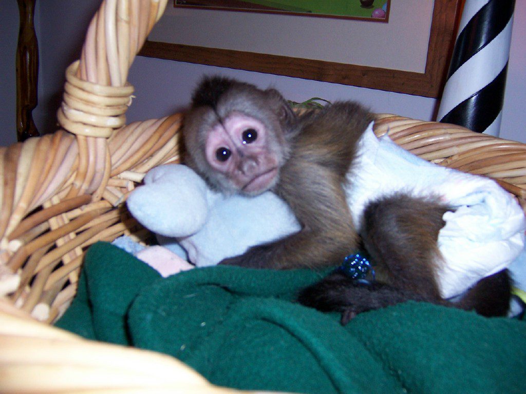 Capuchino bebe