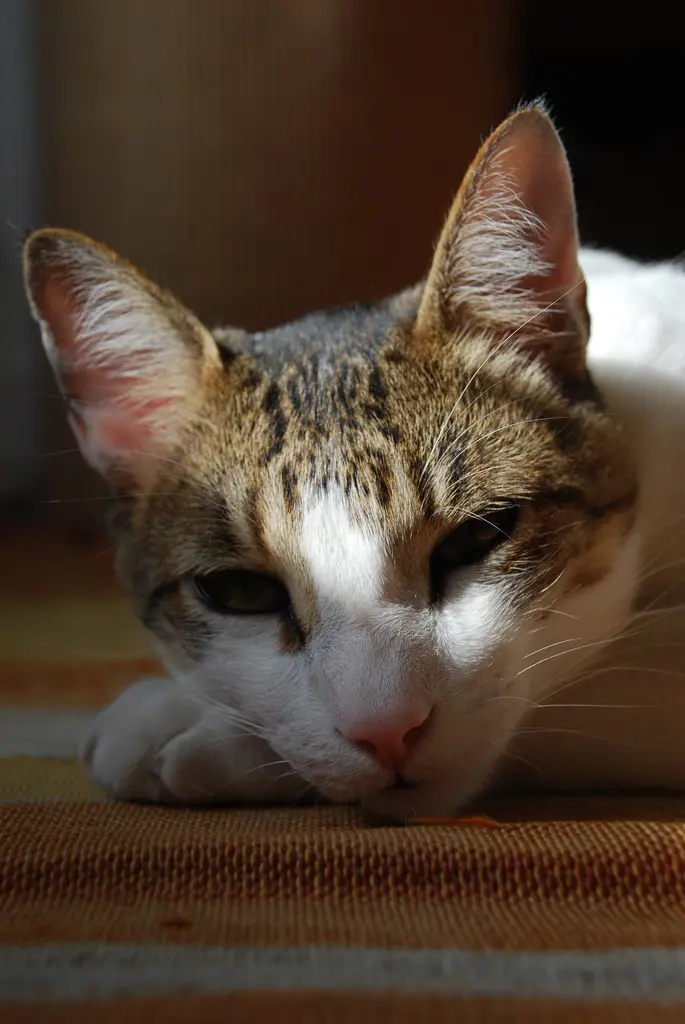 Chat du BrésilShorthair Brazilian Shorthair