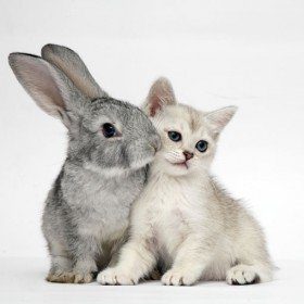 Burmilla and bunny