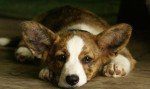Corgi Galés de Cardigan