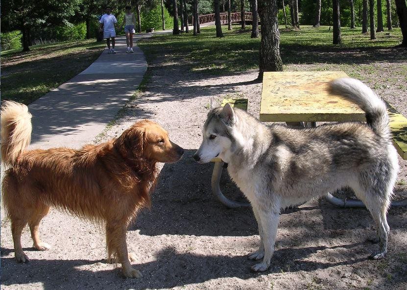 Lobo