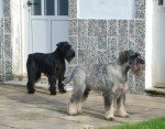 Schnauzer Mediano (o Estándar)